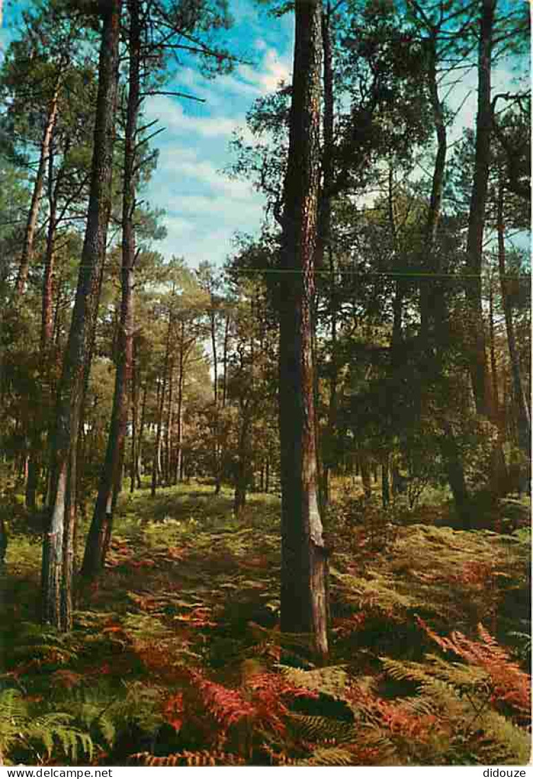 40 - Landes - Foret Landaise - Sous-bois - CPM - Voir Scans Recto-Verso - Other & Unclassified