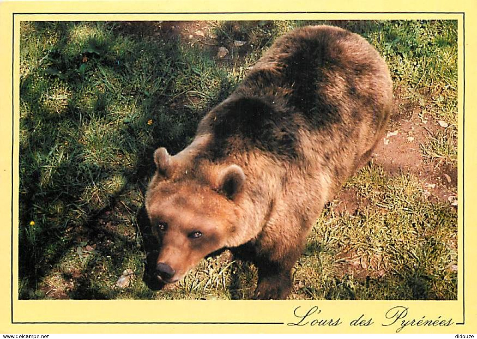 Animaux - Ours - Ours Des Pyrénées - Bear - CPM - Carte Neuve - Voir Scans Recto-Verso - Bären