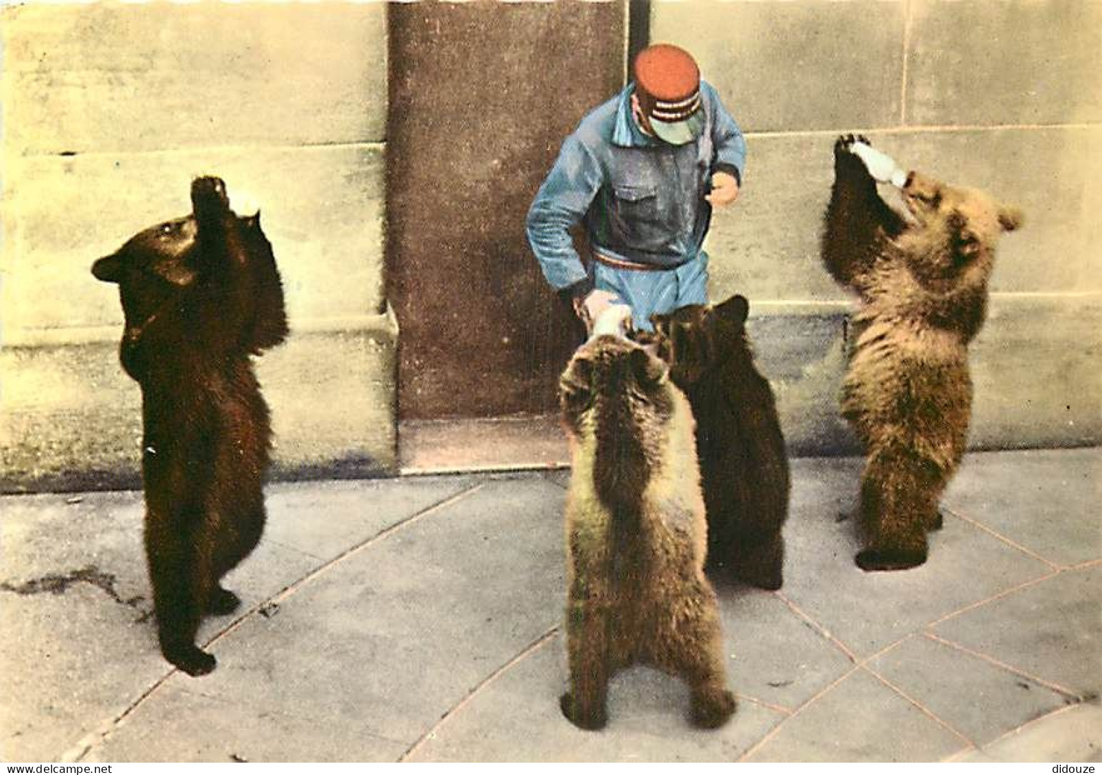 Animaux - Ours - La Fosse Aux Ours De Berne - Nourissage - Soigneur - Zoo - Bear - Carte Dentelée - CPSM Grand Format -  - Bären
