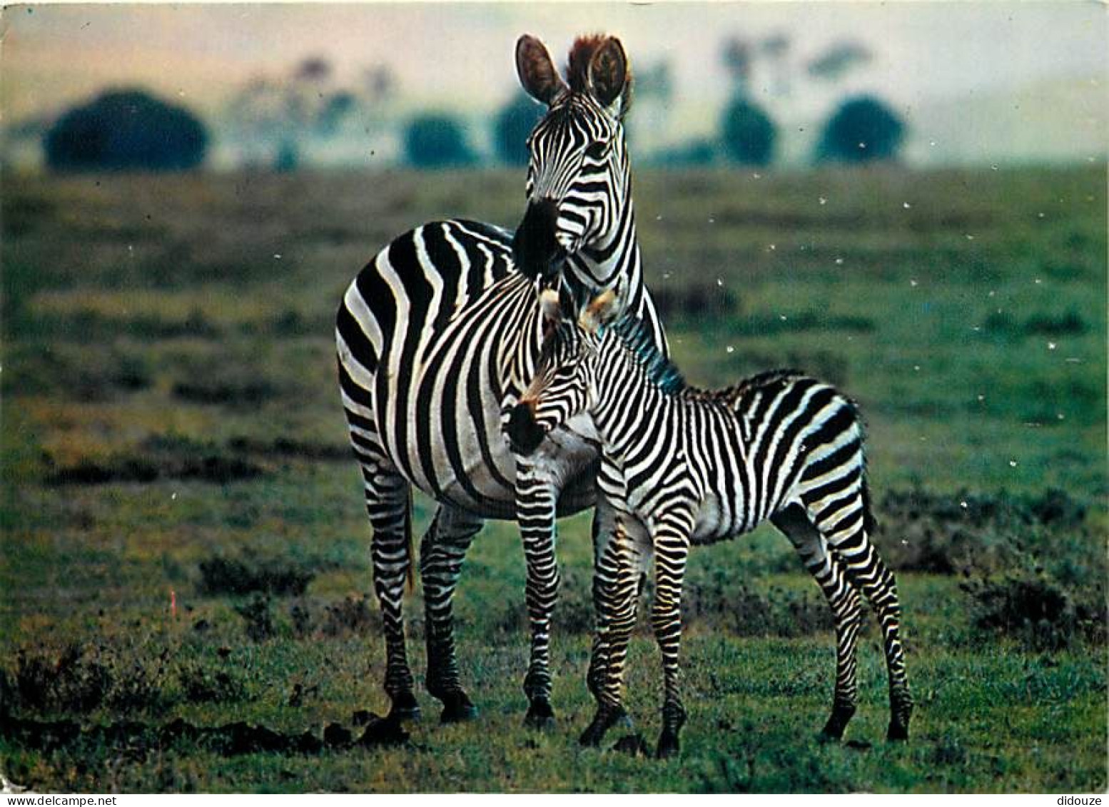 Animaux - Zèbres - Collection Faune Africaine - CPM - Etat Petits Impacts Visibles Au Recto - Voir Scans Recto-Verso - Zebras