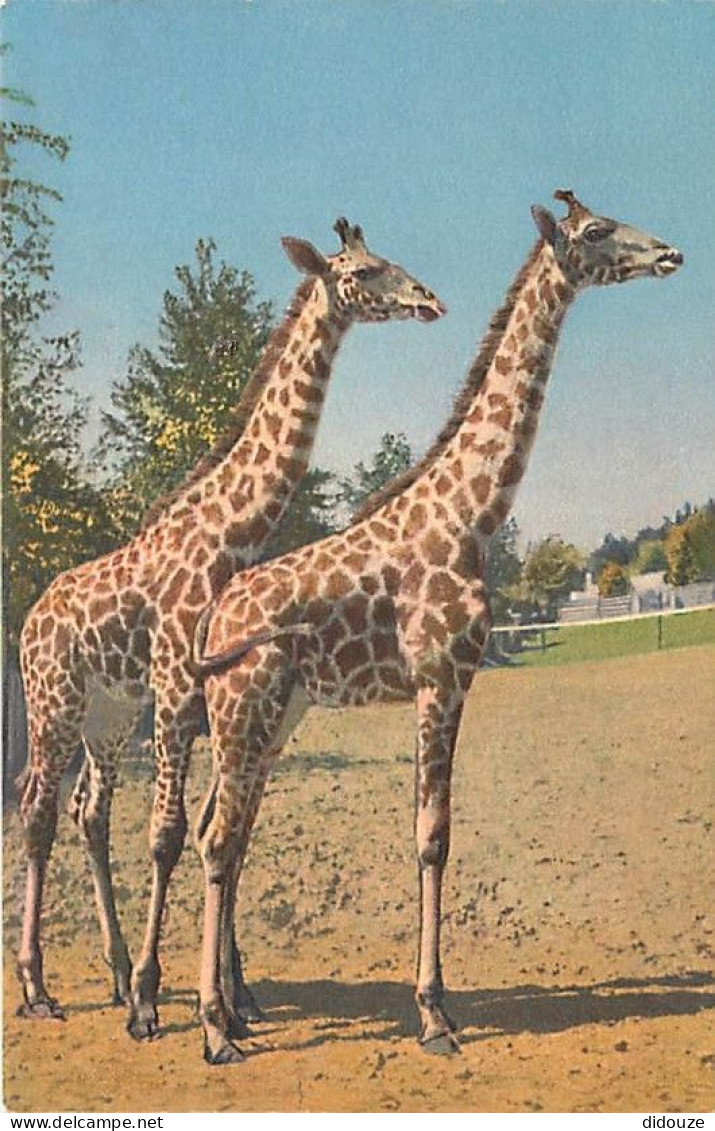 Animaux - Girafes - Carte Neuve - CPM - Voir Scans Recto-Verso - Giraffes