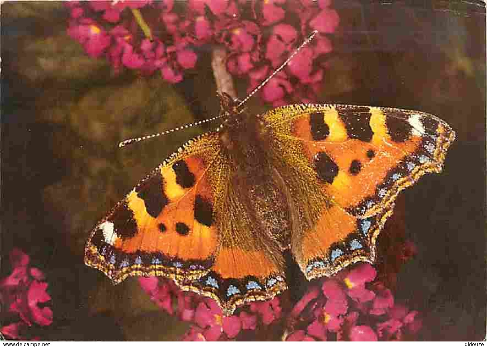 Animaux - Papillons - Small Tortoiseshell - Anglais Urticae - Photographed By G Hyde - Fleurs - CPM - Voir Scans Recto-V - Butterflies