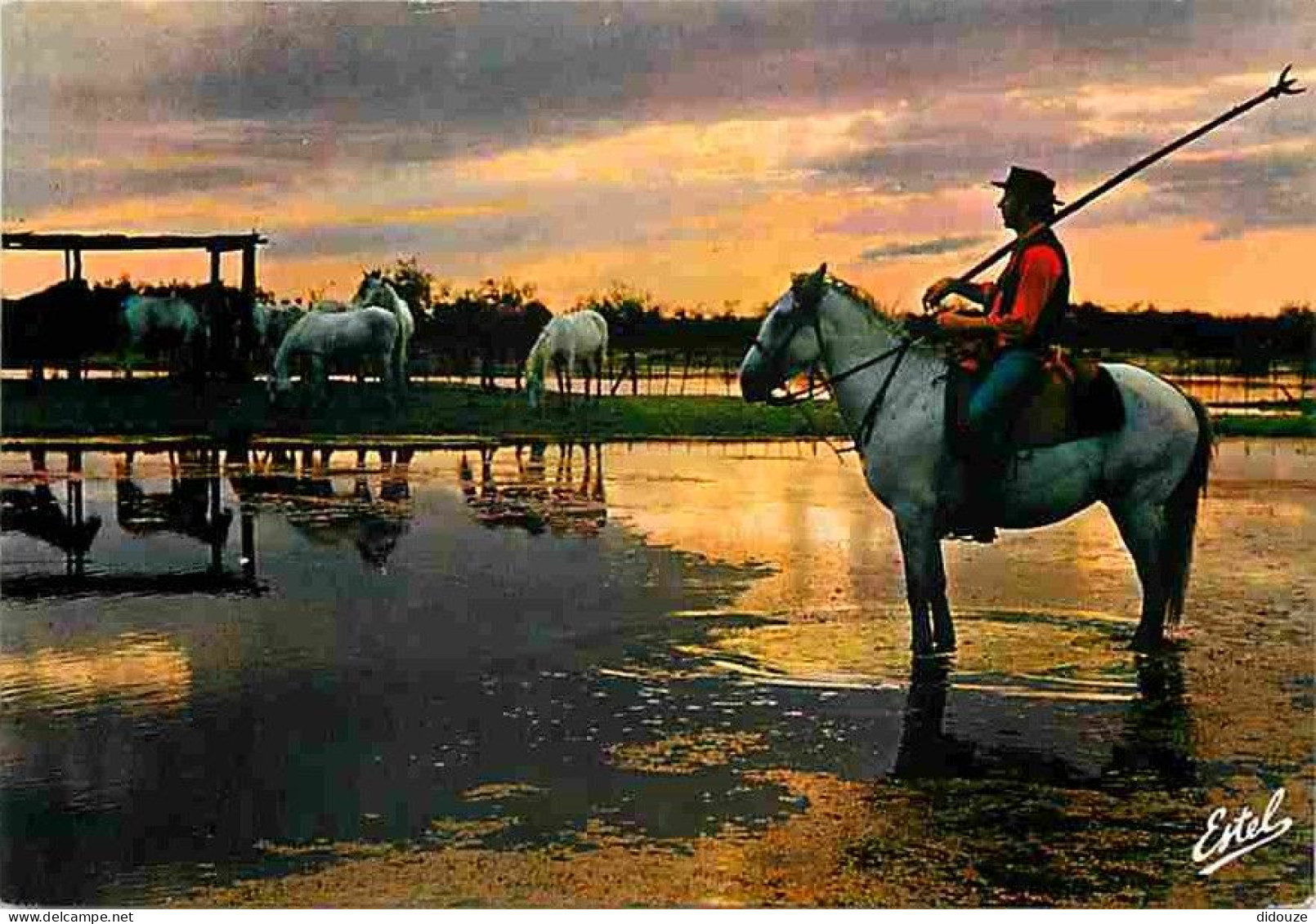 Animaux - Chevaux - Camargue - Gardians - Coucher De Soleil - Voir Scans Recto Verso  - Horses