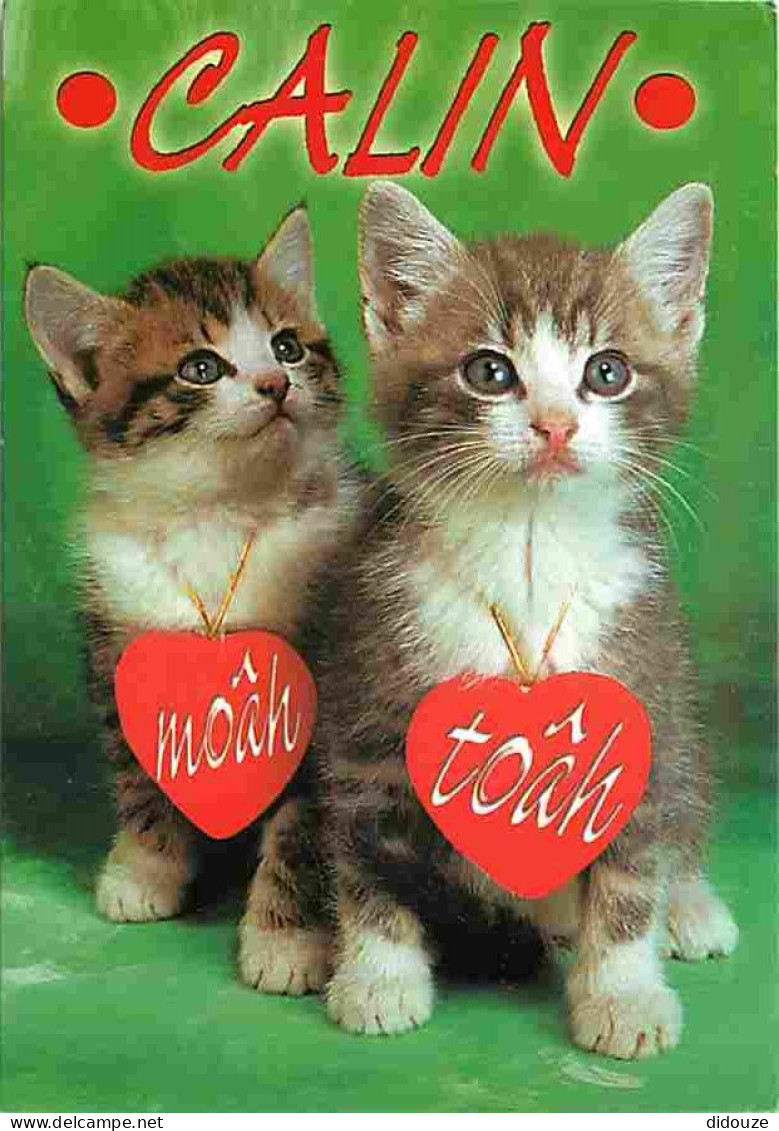 Animaux - Chats - Chatons - Carte Neuve - CPM - Voir Scans Recto-Verso - Cats