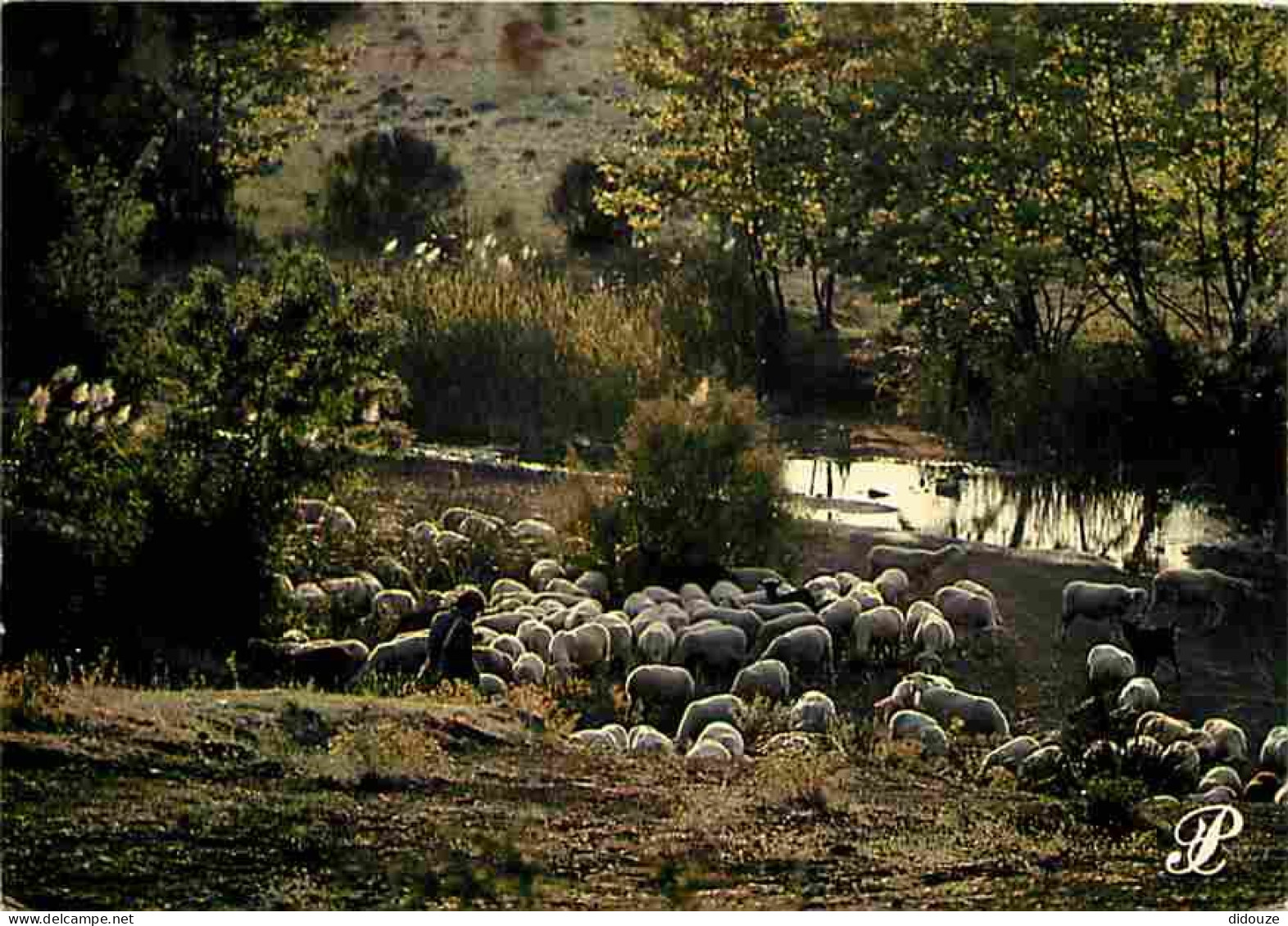 Animaux - Moutons - Languedoc - CPM - Voir Scans Recto-Verso - Sonstige & Ohne Zuordnung