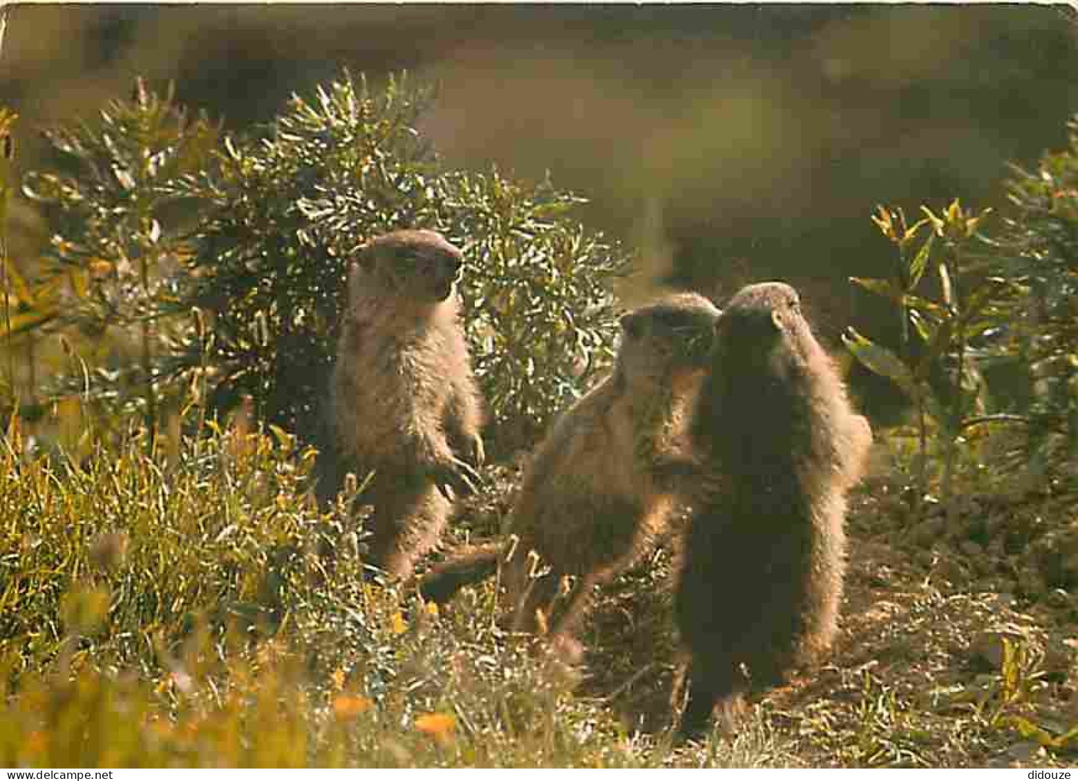 Animaux - Marmottes - CPM - Voir Scans Recto-Verso - Sonstige & Ohne Zuordnung