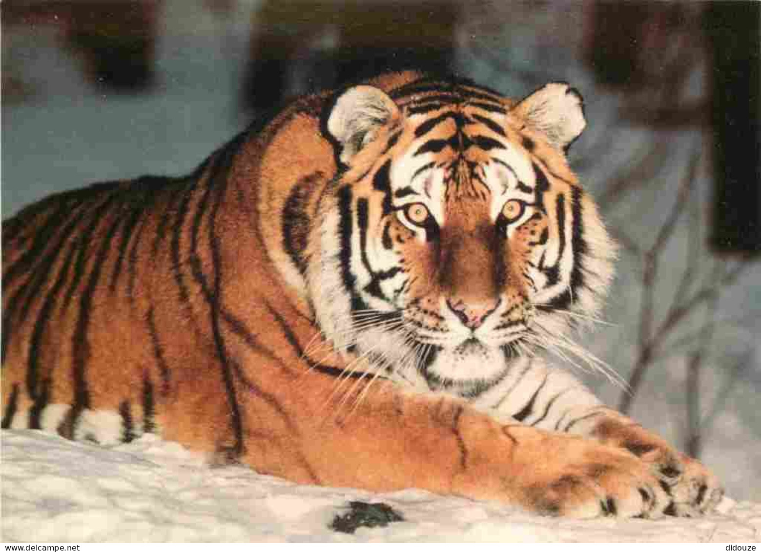 Animaux - Fauves - Tigre - Tigre De Sibérie - Carte WWF - CPM - Voir Scans Recto-Verso - Tigers