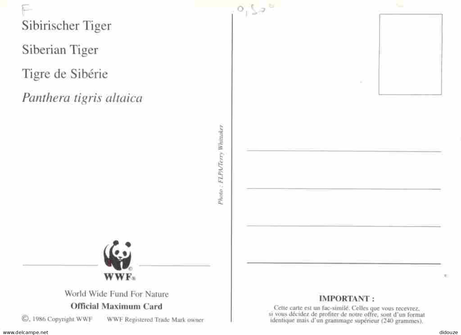 Animaux - Fauves - Tigre - Tigre De Sibérie - Carte WWF - CPM - Voir Scans Recto-Verso - Tiger