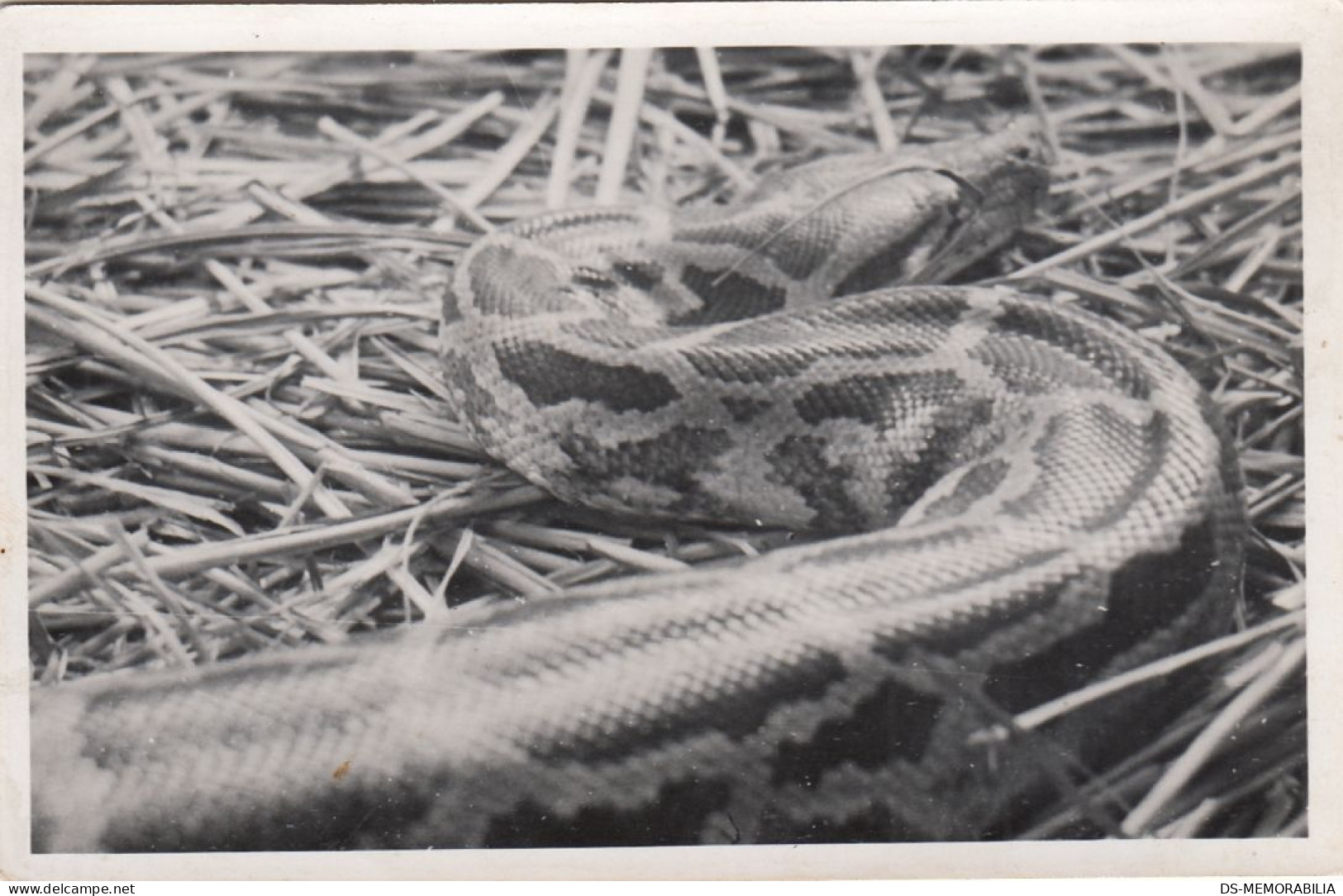 Zagreb - City Zoo , Python Or Anaconda Ca.1930 - Croatia