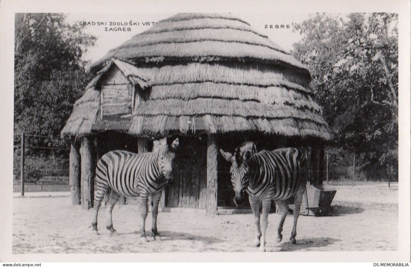 Zagreb - City Zoo , Zebra Ca.1930 - Kroatien