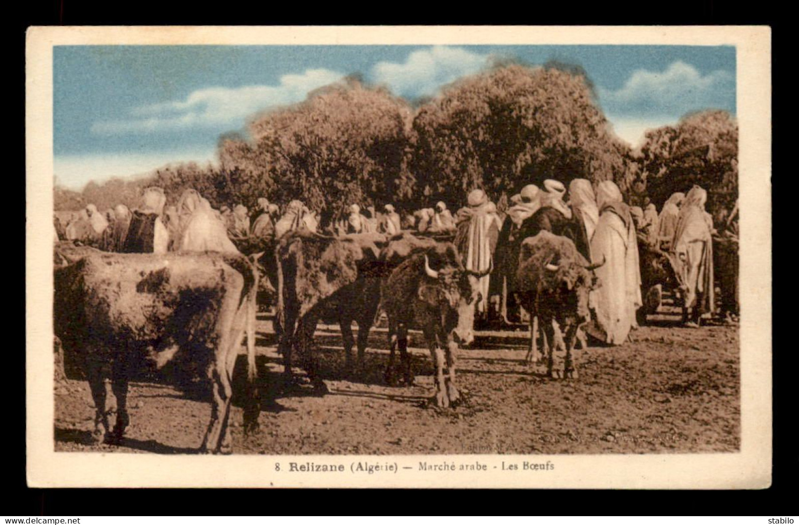 ALGERIE - RELIZANE - MARCHE ARABE - LES BOEUFS - Altri & Non Classificati