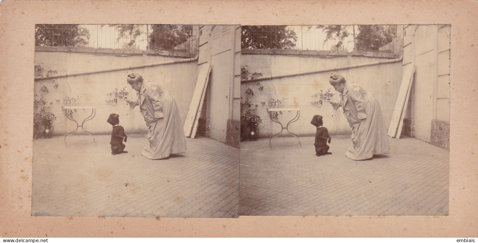 CANICHE DRESSAGE - Photos Stéréoscopiques La Leçon, Caniche Dans L'attente D'une Récompense Vers 1900 - Stereo-Photographie