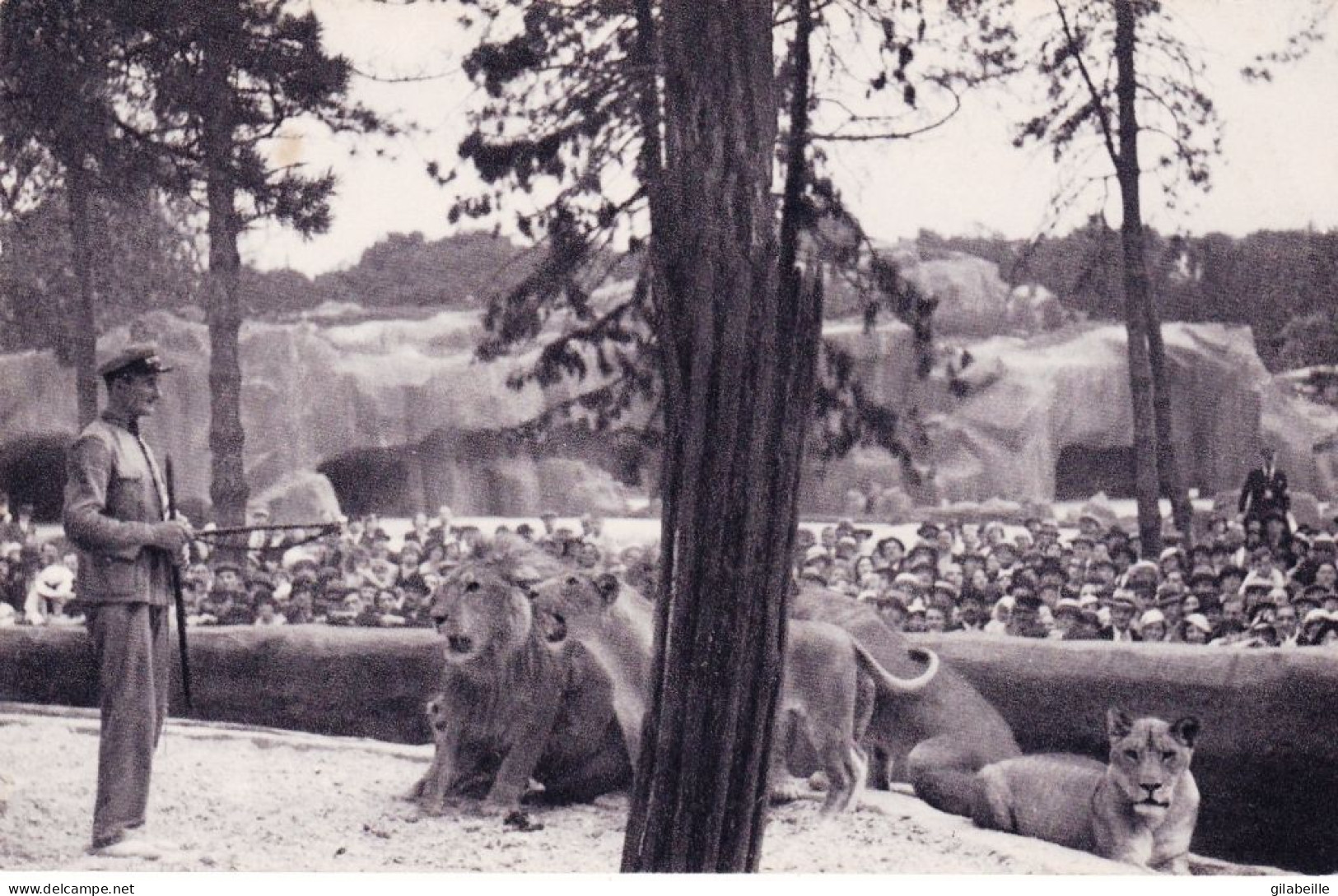 75 - PARIS 12 - Parc Zoologique Du Bois De VINCENNES - Le Travail Des Lions Sur Leur Plateau - Arrondissement: 12