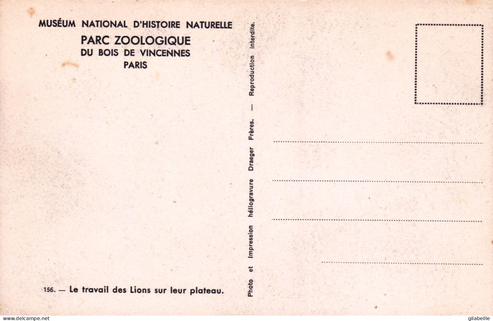 75 - PARIS 12 - Parc Zoologique Du Bois De VINCENNES - Le Travail Des Lions Sur Leur Plateau - Paris (12)