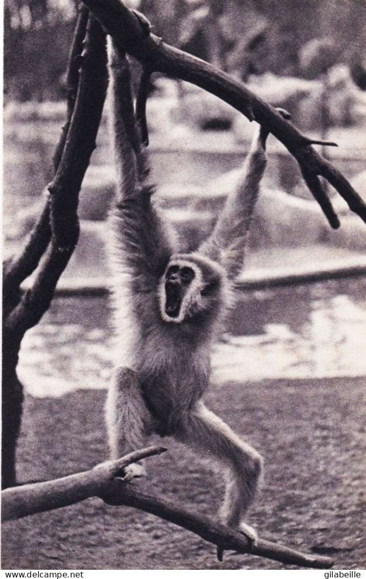 75 - PARIS 12 - Parc Zoologique Du Bois De VINCENNES - Un Gibbon A Mains Blanches - District 12