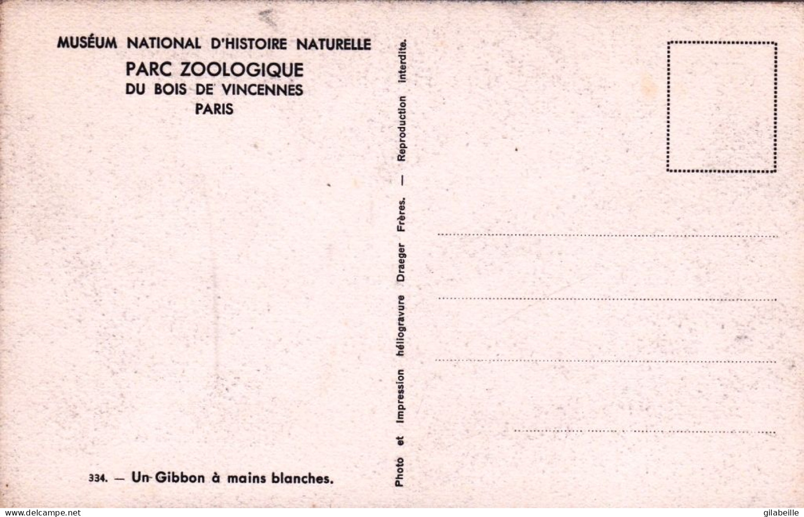 75 - PARIS 12 - Parc Zoologique Du Bois De VINCENNES - Un Gibbon A Mains Blanches - Distretto: 12