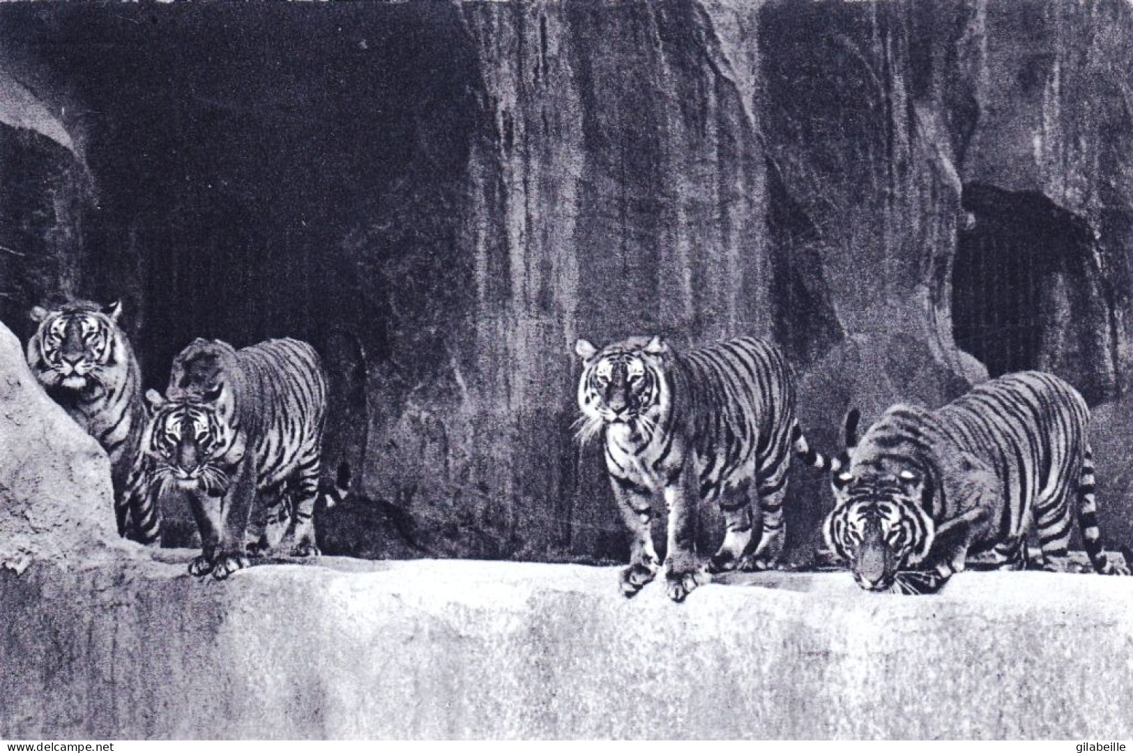 75 - PARIS 12 - Parc Zoologique Du Bois De VINCENNES - Un Beau Groupe De Tigres - Arrondissement: 12