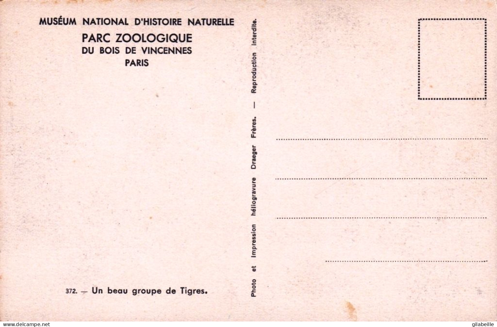 75 - PARIS 12 - Parc Zoologique Du Bois De VINCENNES - Un Beau Groupe De Tigres - District 12