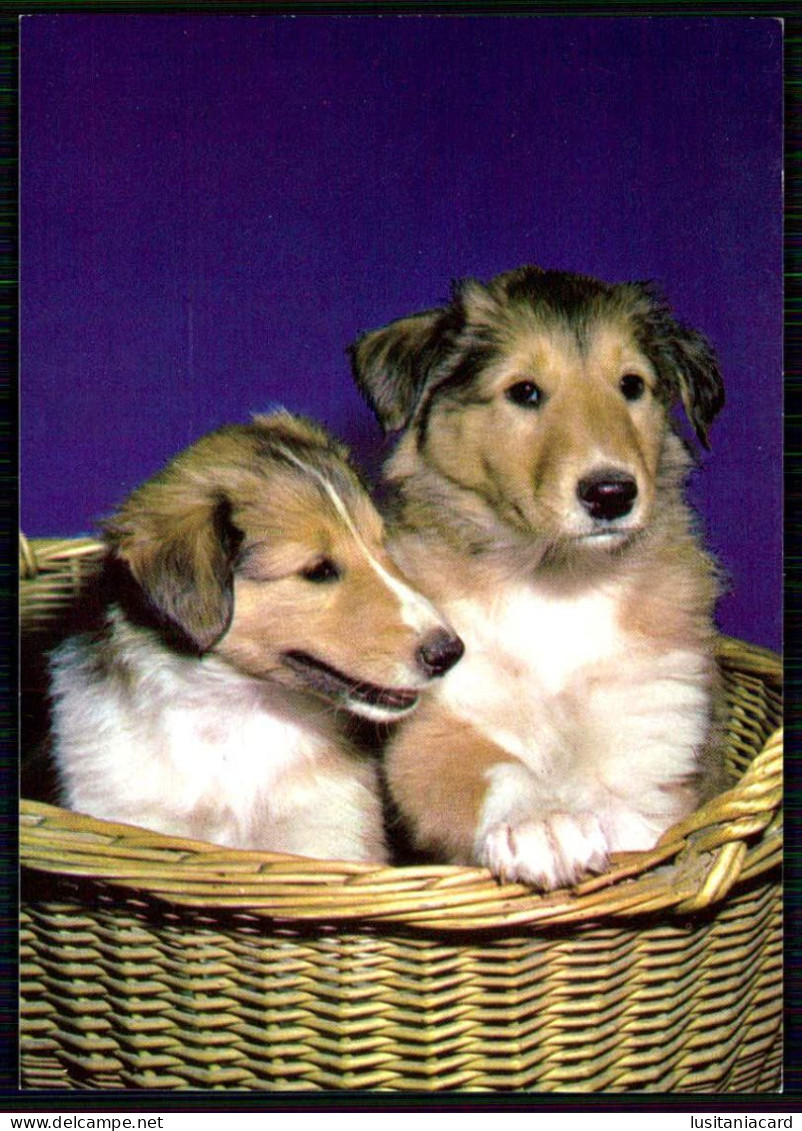 DOGS - ( Ed. Ilo Nº 23072) Carte Postale - Dogs