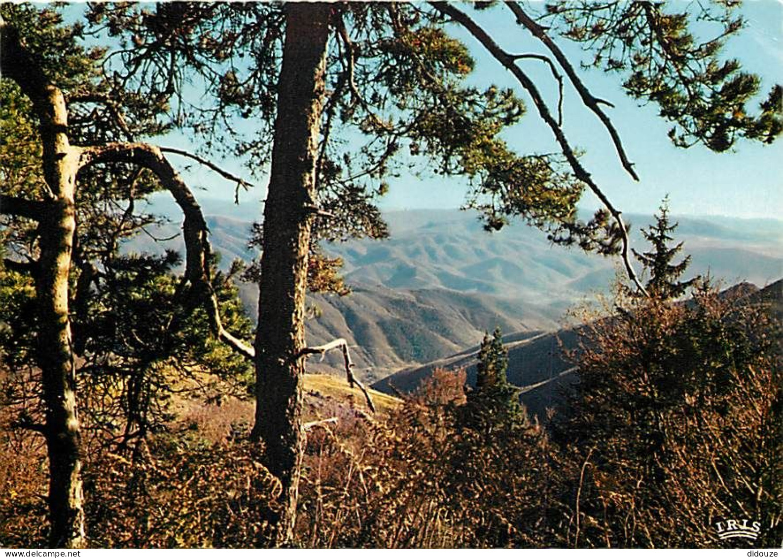 30 - Gard - Les Cévennes - Paysage Des Cévennes En Automne - CPM - Voir Scans Recto-Verso - Autres & Non Classés