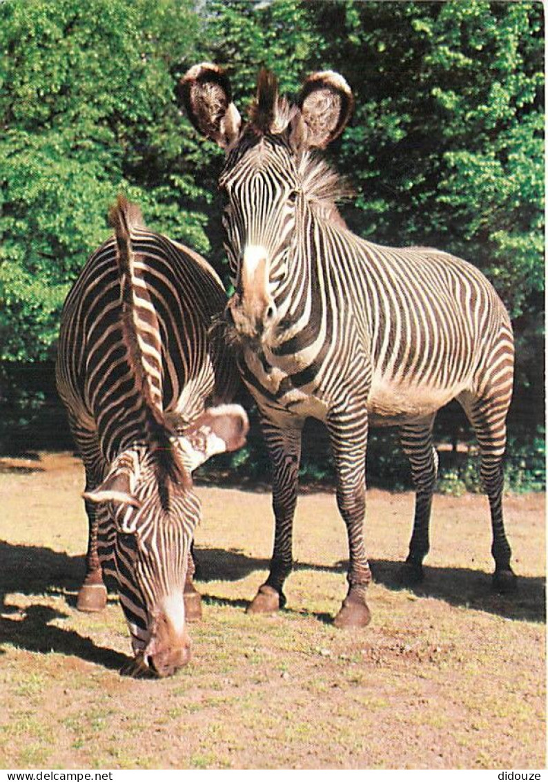 Animaux - Zèbres - Zebra Grévyho - CPM - Carte Neuve - Voir Scans Recto-Verso - Zebras