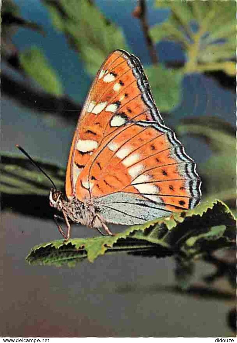 Animaux - Papillons - Grosser Eisvogel - Limenitis Populi Populi L - Great White Admiral - Nymphale-du-peuplier - Grote  - Schmetterlinge