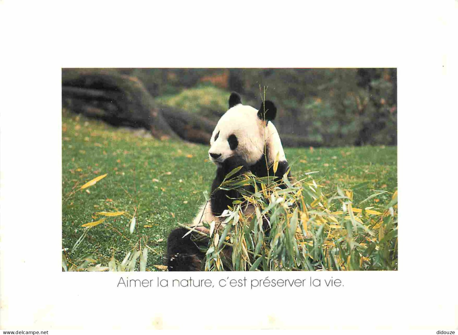 Animaux - Panda - Carte à Message - CPM - Voir Scans Recto-Verso - Autres & Non Classés