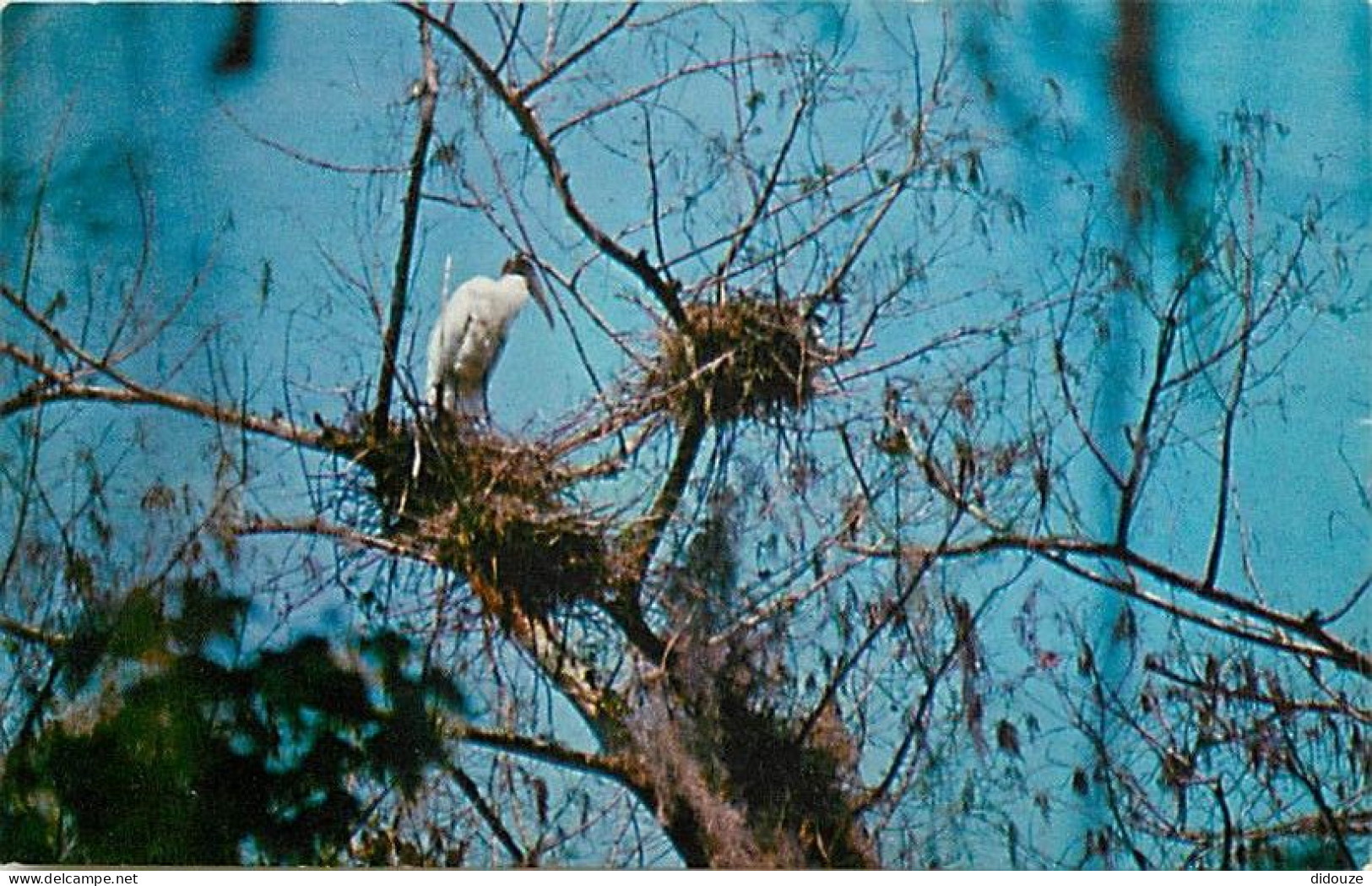 Animaux - Oiseaux - Tantale D'Amérique - A Large And Majestic Wood Stork Nesting In Florida's Everglades - Etats-Unis -  - Vögel