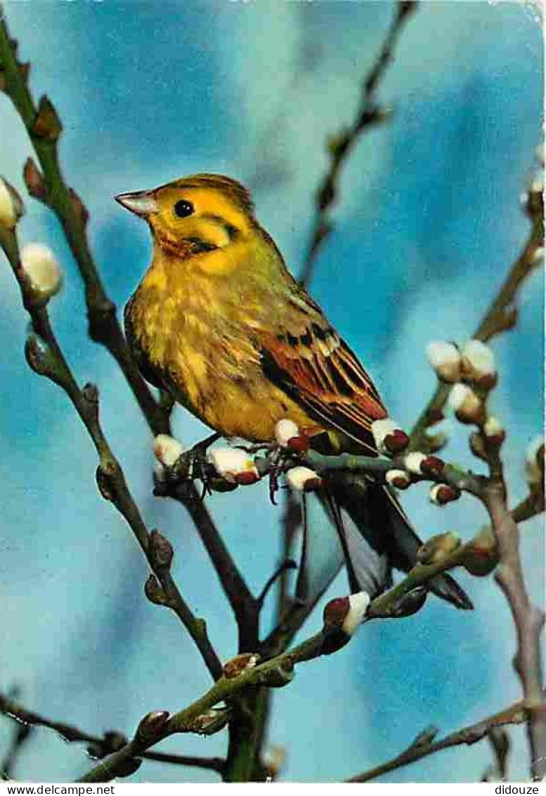 Animaux - Oiseaux - A Définir - Petit Oiseau - CPM - Voir Scans Recto-Verso - Birds