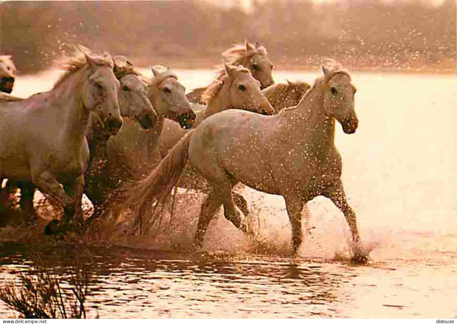 Animaux - Chevaux - Camargue - Chevaux Dans Un Bain De Lumière - Flamme Postale - CPM - Voir Scans Recto-Verso - Chevaux