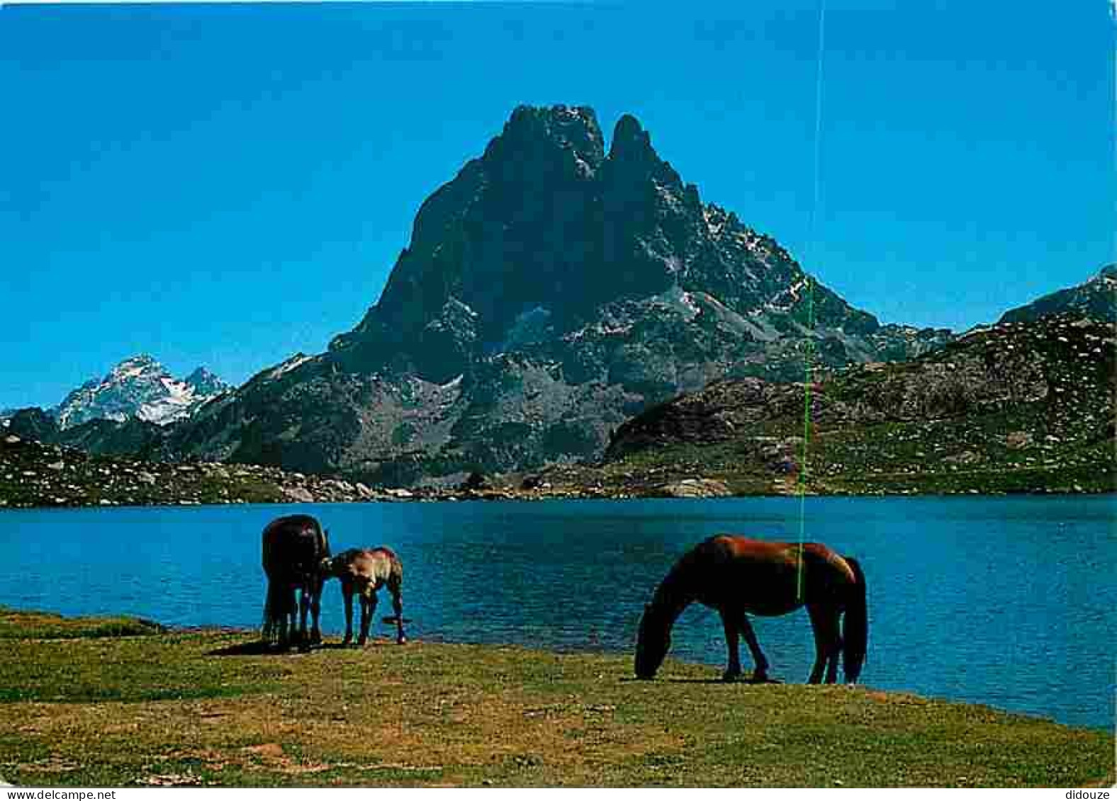 Animaux - Chevaux - Pyrénées - Pic Du Midi D'Ossau - Le Lac D'Ayous - Montagnes - CPM - Voir Scans Recto-Verso - Chevaux