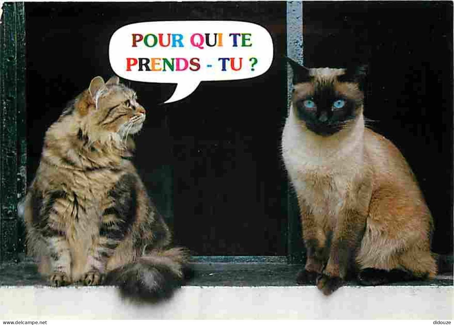 Animaux - Chats - Carte Humoristique - Carte Neuve - CPM - Voir Scans Recto-Verso - Chats