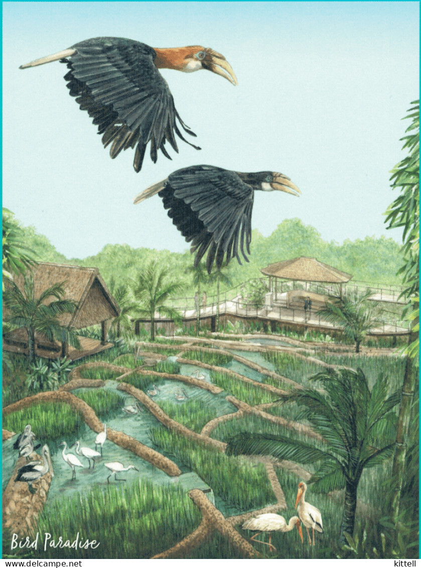 Singapore Postcard Bird Paradise Hornbill - Birds