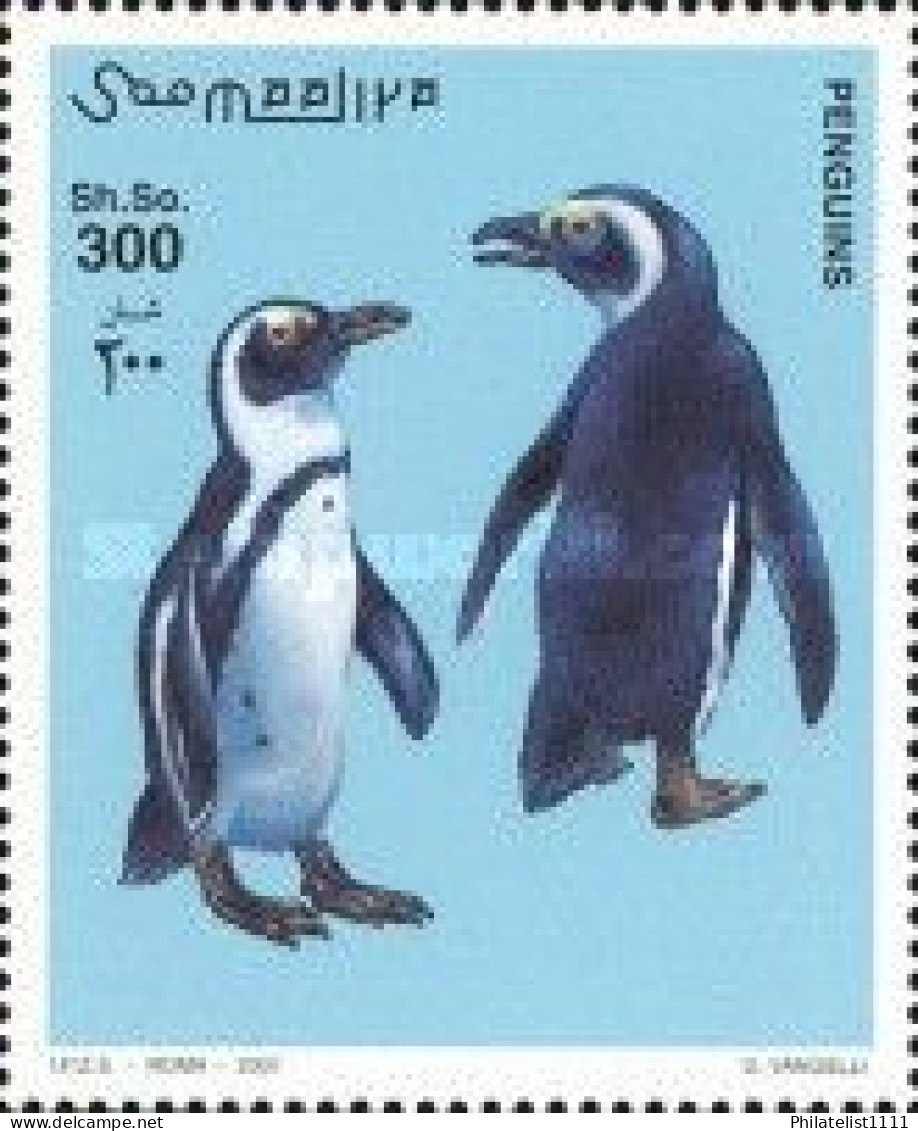 Penguins Wildlife - Somalië (1960-...)