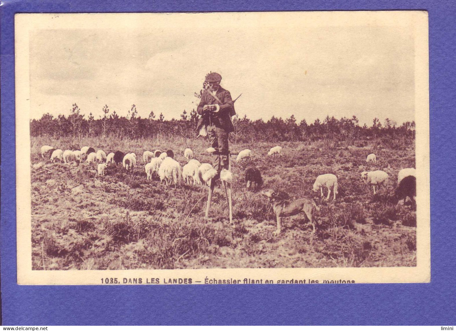 40  - LANDES - ECHASSIER FILANT EN GARDANT LES MOUTONS -  - Aquitaine