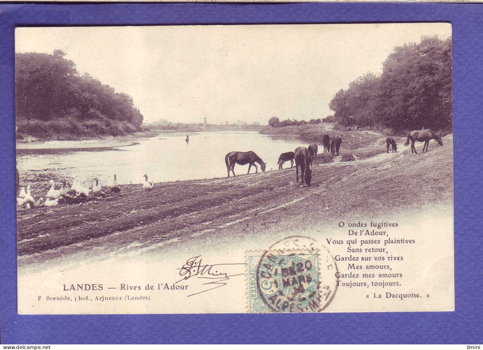 40  - LANDES - RIVES De L'ADOUR - CHEVAUX En PATURAGES -  - Aquitaine