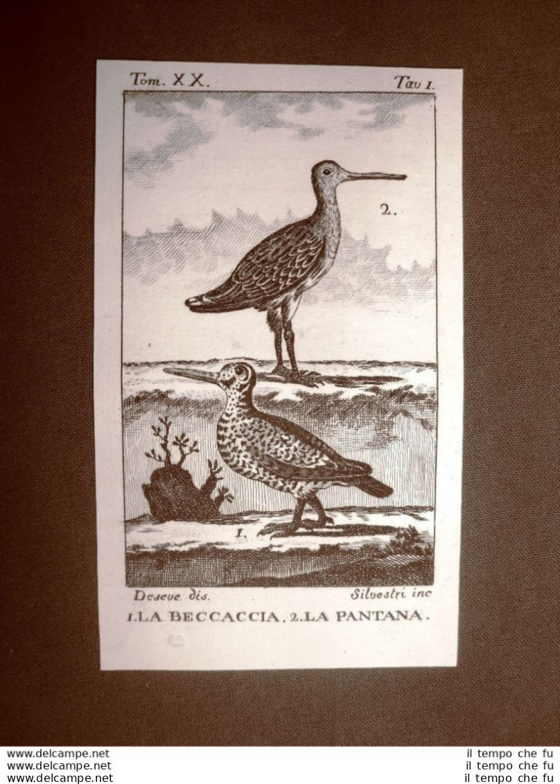 Beccaccia E Pantana Incisione Su Rame Del 1813 Buffon Uccello Ornitologia - Before 1900