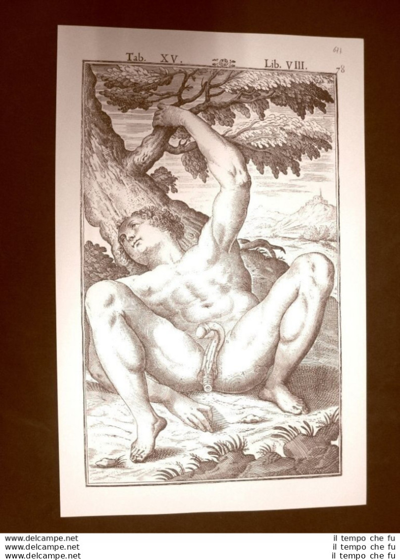 Pene Tavola Anatomica Litografia Giulio Cesare Casseri 1627 Ristampa - Andere & Zonder Classificatie