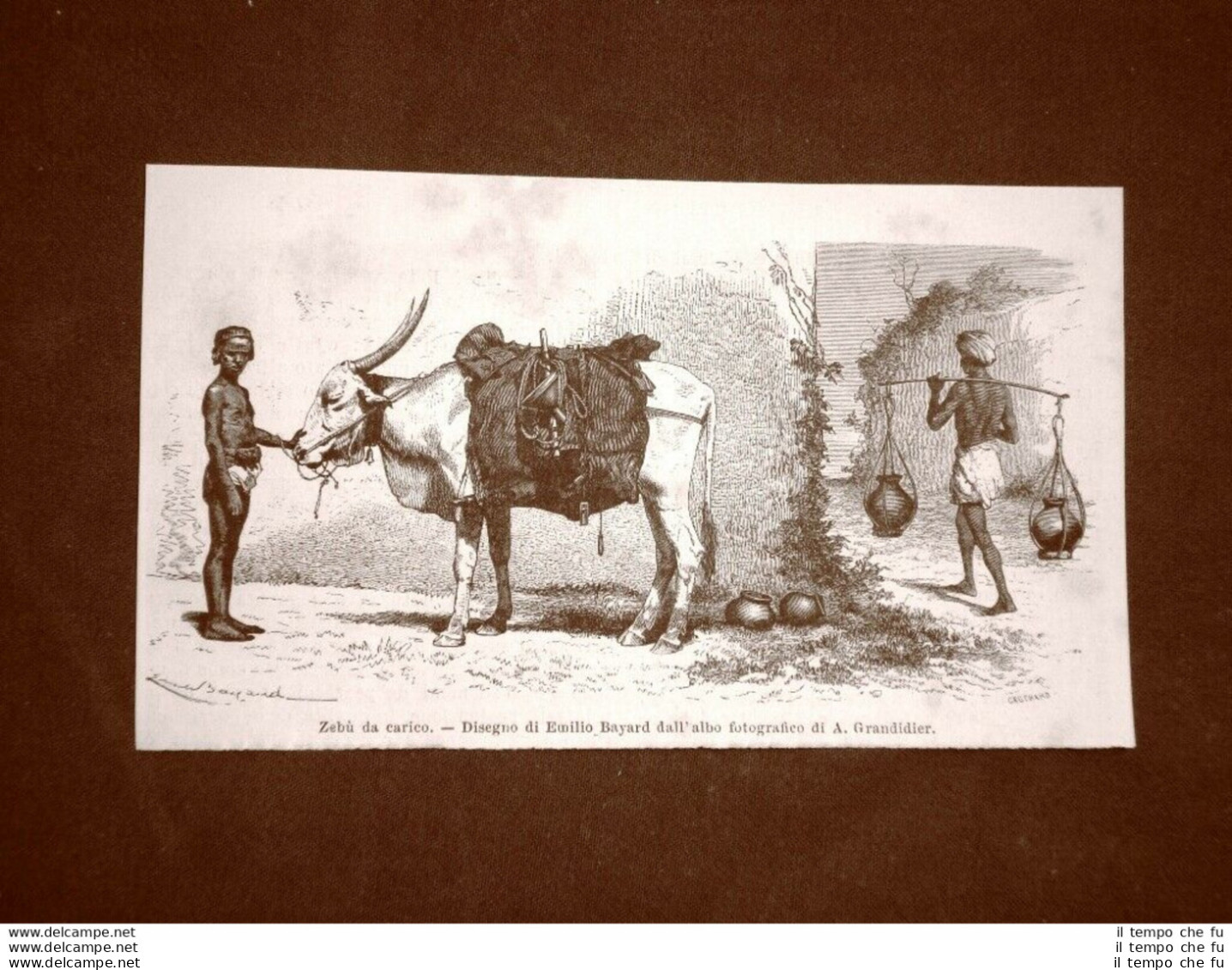 Moda E Costume In India Nel 1863 Zebùà Da Carico - Antes 1900