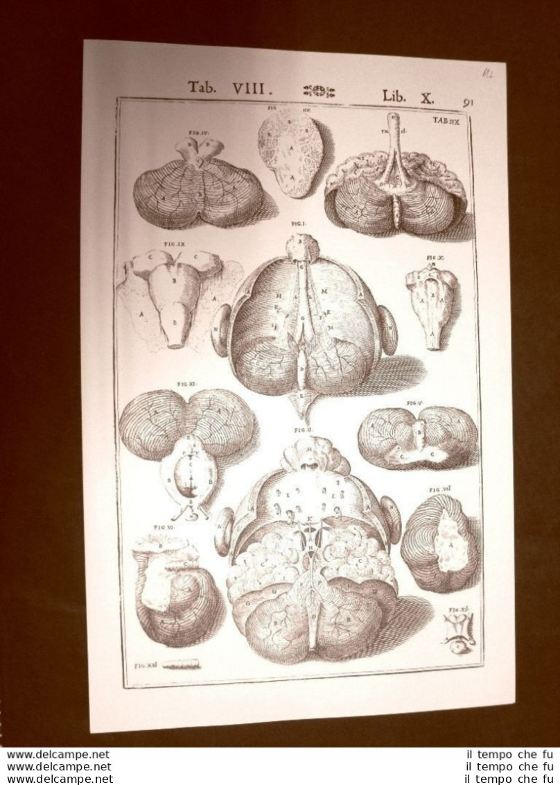 Cranio E Cervello #8 Tavola Anatomica Litografia Giulio C. Casseri 1627 Ristampa - Sonstige & Ohne Zuordnung