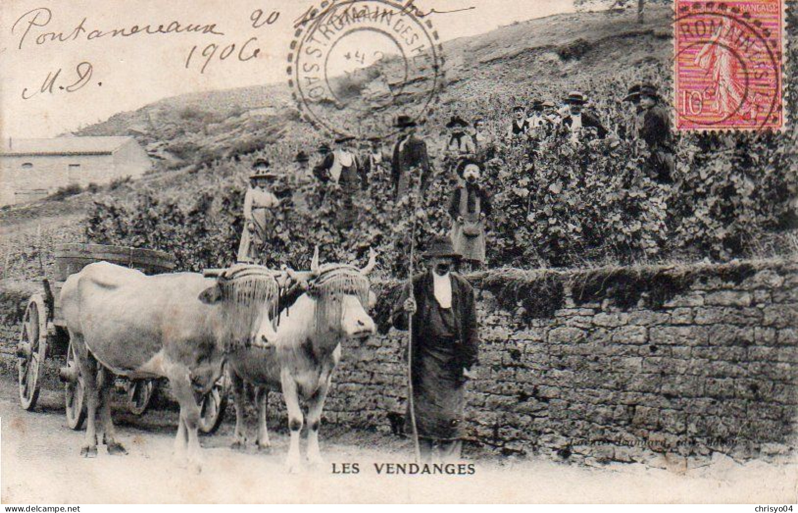 4V4Sb   Les Vendanges  Raisins Vin Envoyée De 71 Saint Romain Des Iles En 1906 - Autres & Non Classés