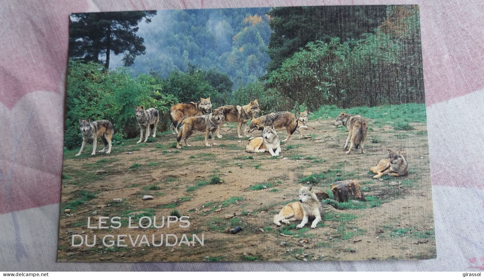 CPM LES LOUPS DE GEVAUDAN LOZERE PAR STE LUCIE MARVEJOLS ED BOS TOILEE - Autres & Non Classés