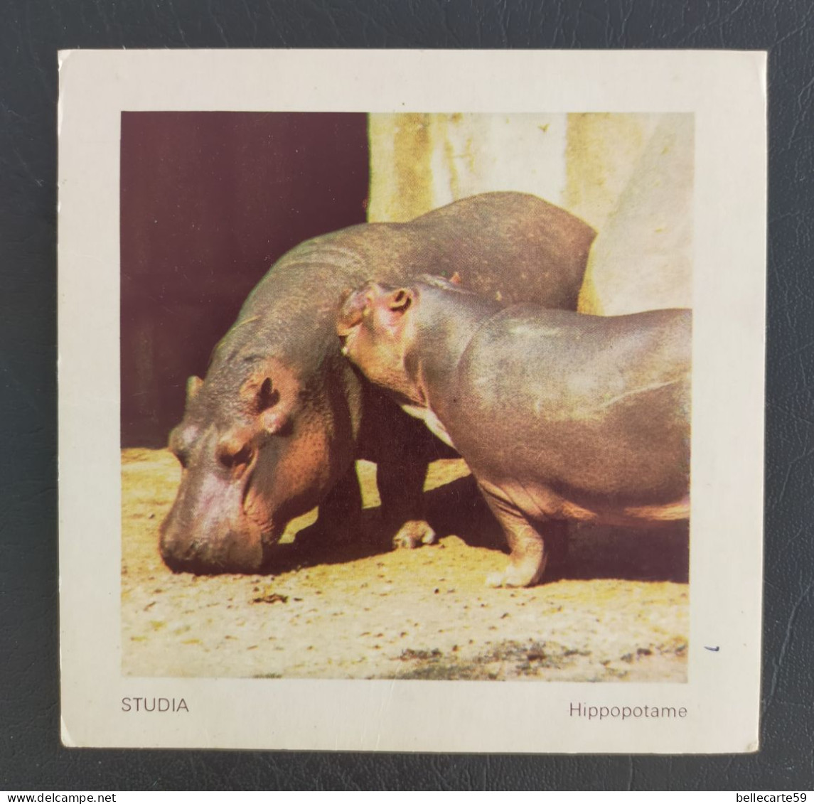 CHROMO STUDIA HIPPOPOTAME - Other & Unclassified