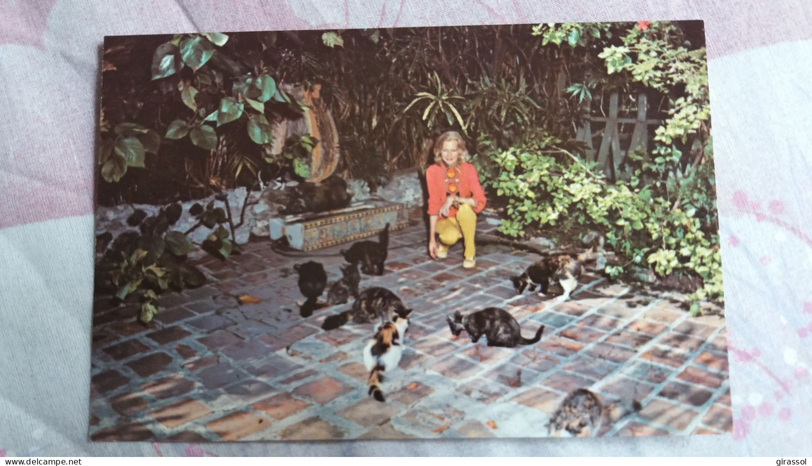 CPM CHAT CHATS CAT CATS ERNEST HEMINGWAY HOME AND MUSEUM MUSEE KEY WEST FLORIDA - Katzen