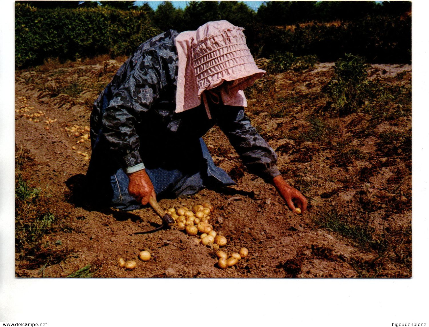ILE DE BATZ (Finistère) Ilienne Récoltant Les Pommes De Terre - Ile-de-Batz
