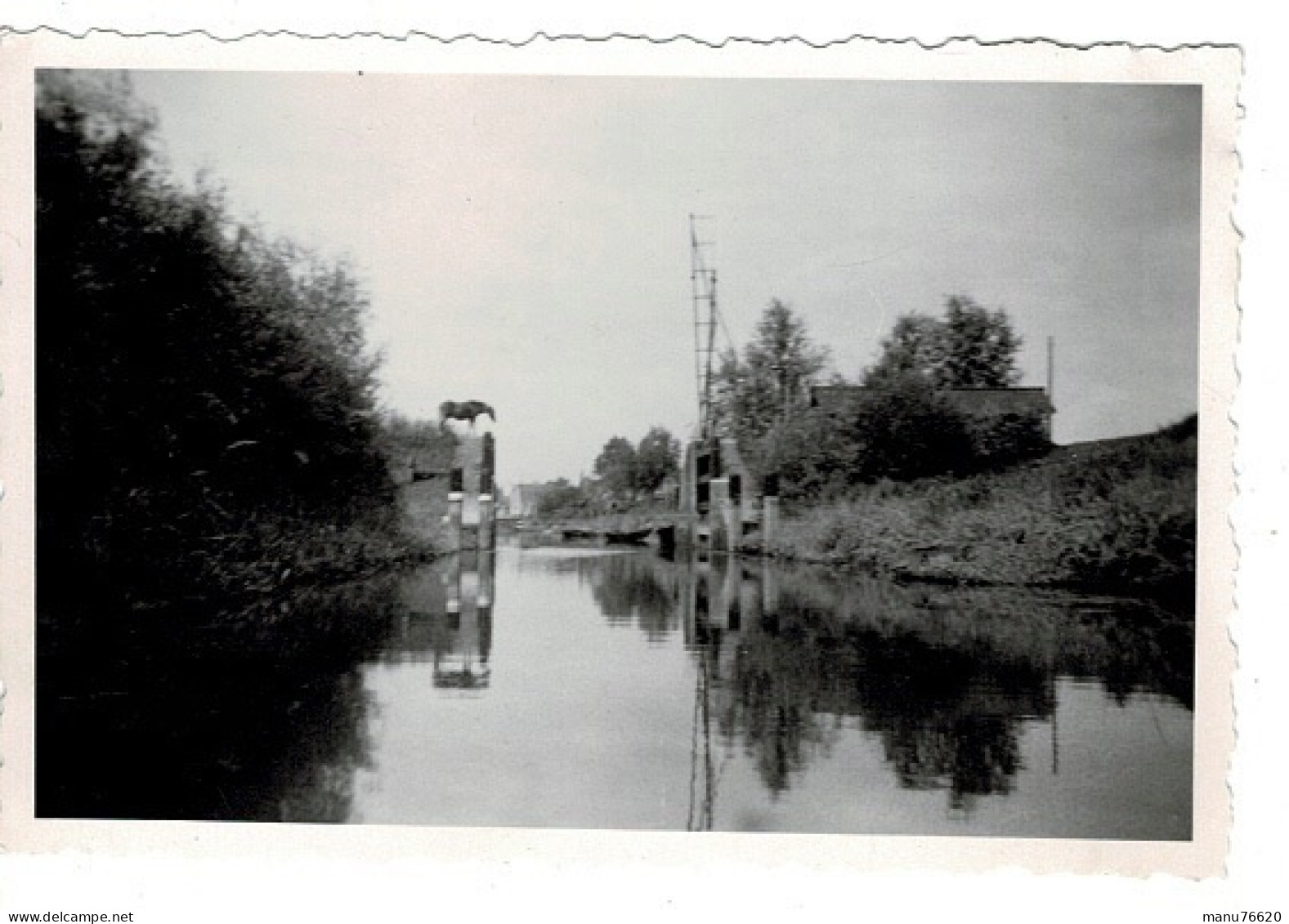 Ref 3 - Photo : Cheval Et Canal Aux Environs Et Rhoon - Pays Bas / Hollande  . - Europe