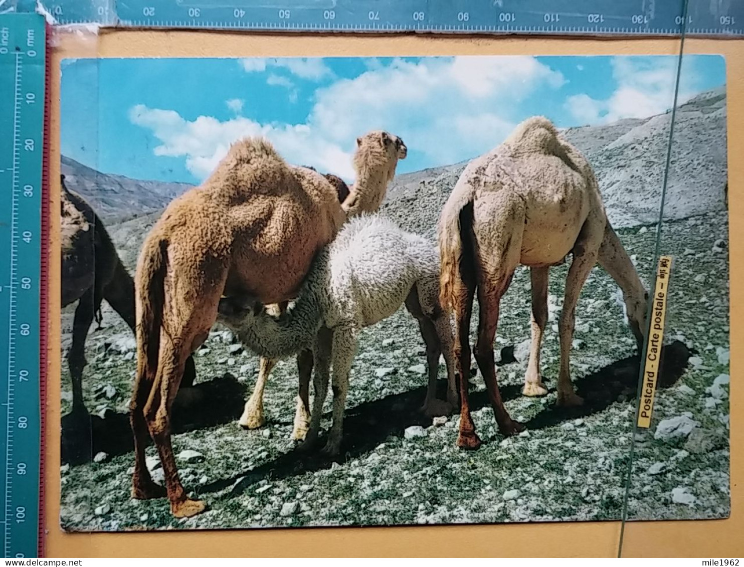 KOV 506-45 - CHAMEAU, CAMEL, LIBYA - Sonstige & Ohne Zuordnung