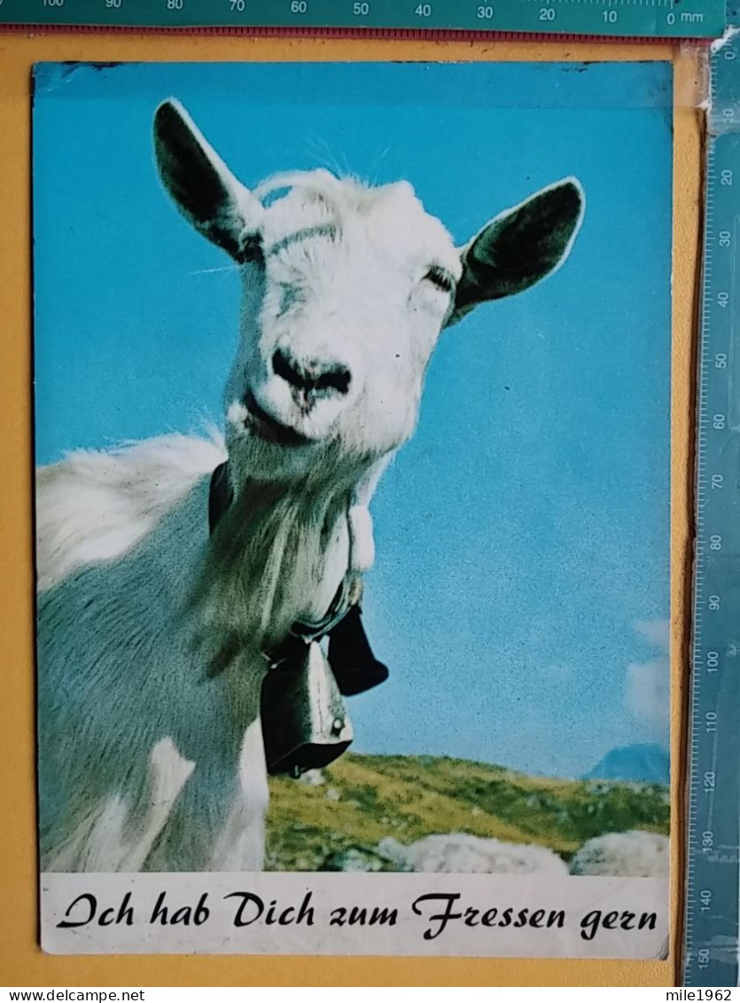 KOV 506-44 - Domestic Goat (Capra Hircus - Sonstige & Ohne Zuordnung