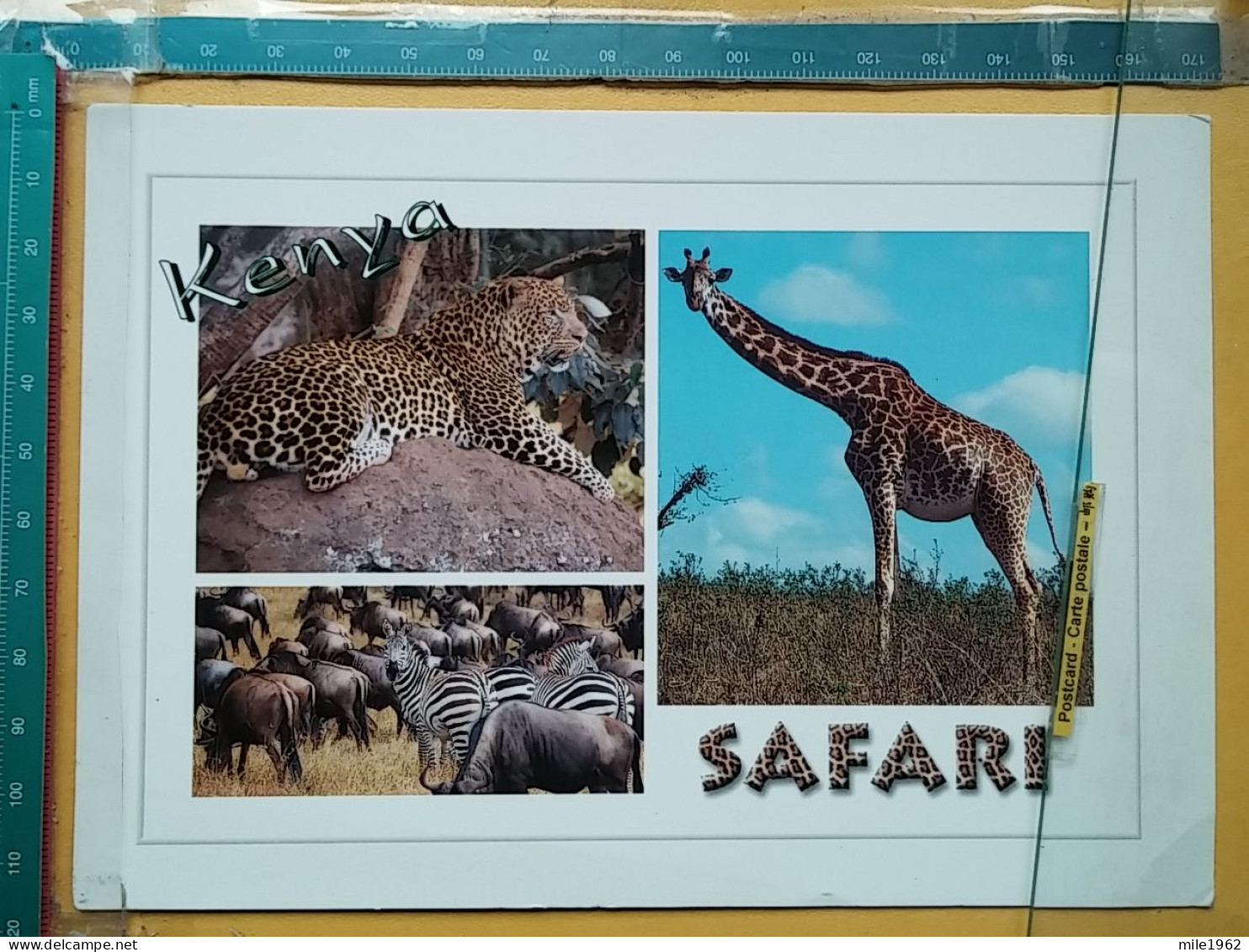 KOV 506-43 - GEPARD, GUEPARD, SERVAL, GHEPARDO, GIRAFFE, ZEBRA, SAFARI AFRICA - Otros & Sin Clasificación