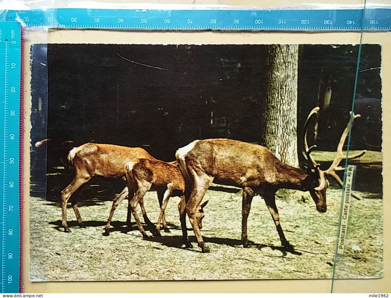 KOV 506-40 - ROE DEER, CERF, - Otros & Sin Clasificación